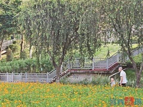 硫华菊花海惊艳亮相