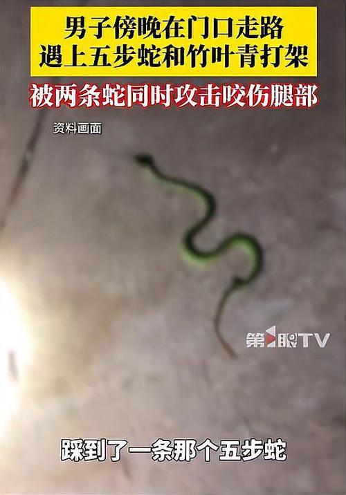 以为“宠物蛇”？杭州大哥抓五步蛇玩，毒液入眼红肿灼烧：太痛了