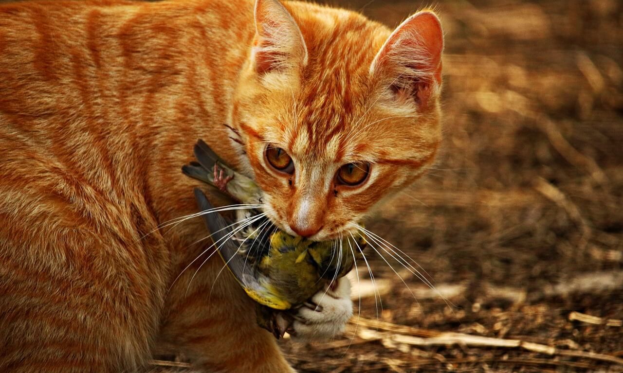 狗肉到底能不能吃？<a href=