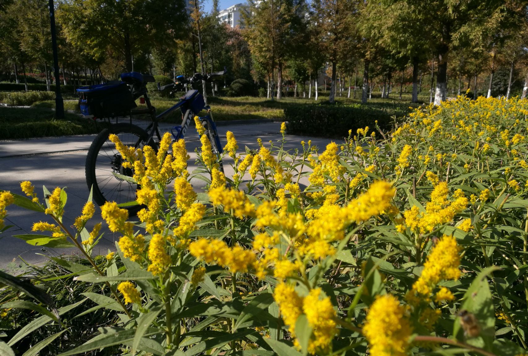 危害不输水葫芦!<a href=