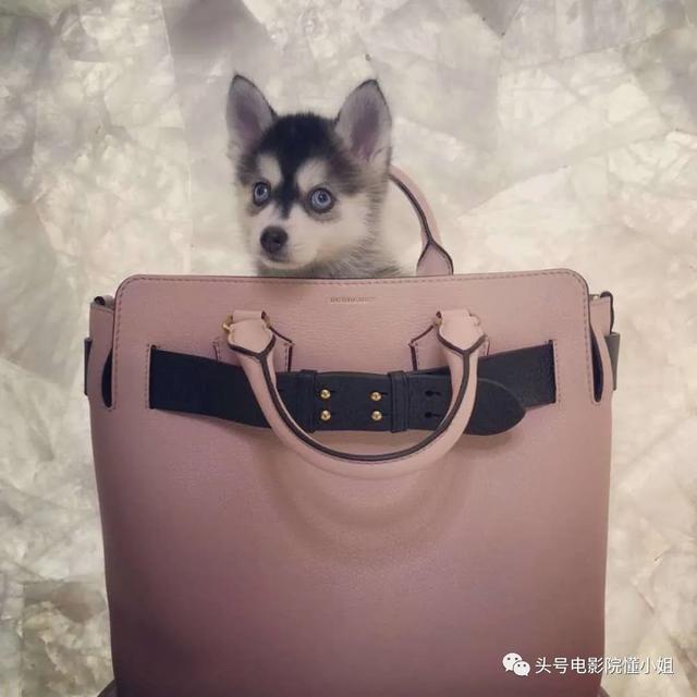 汪明荃爱犬住海景豪宅,何鸿燊家族爱狗爱猫,香港名流的宠物命不同