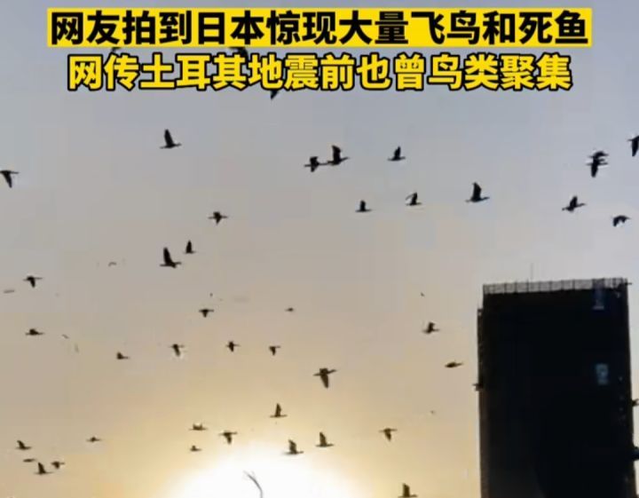 四座火山喷发,沙滩铺满沙丁鱼,群鸟惊飞,日本这是也要地震了吗休闲区蓝鸢梦想 - Www.slyday.coM 四座火山喷发,沙滩铺满沙丁鱼,群鸟惊飞,日本这是也要地震了吗休闲区蓝鸢梦想 - Www.slyday.coM