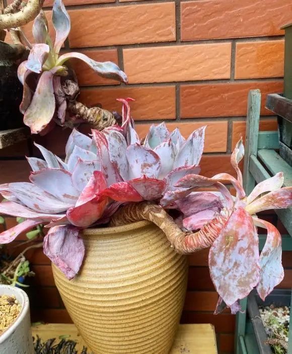 多肉销售增长了?买多肉的越来越多?可能是夏天死得太多了休闲区蓝鸢梦想 - Www.slyday.coM 多肉销售增长了?买多肉的越来越多?可能是夏天死得太多了休闲区蓝鸢梦想 - Www.slyday.coM