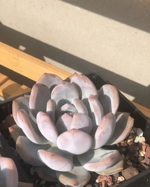 多肉销售增长了?买多肉的越来越多?可能是夏天死得太多了休闲区蓝鸢梦想 - Www.slyday.coM 多肉销售增长了?买多肉的越来越多?可能是夏天死得太多了休闲区蓝鸢梦想 - Www.slyday.coM