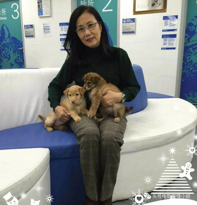 汪明荃爱犬住海景豪宅,何鸿燊家族爱狗爱猫,香港名流的宠物命不同