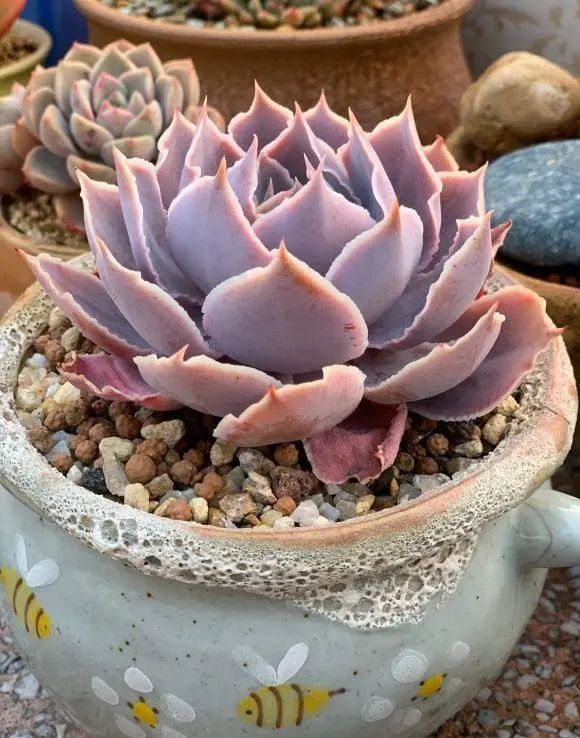 多肉销售增长了?买多肉的越来越多?可能是夏天死得太多了休闲区蓝鸢梦想 - Www.slyday.coM 多肉销售增长了?买多肉的越来越多?可能是夏天死得太多了休闲区蓝鸢梦想 - Www.slyday.coM