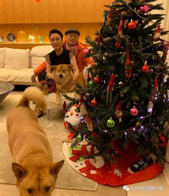 汪明荃爱犬住海景豪宅,何鸿燊家族爱狗爱猫,香港名流的宠物命不同
