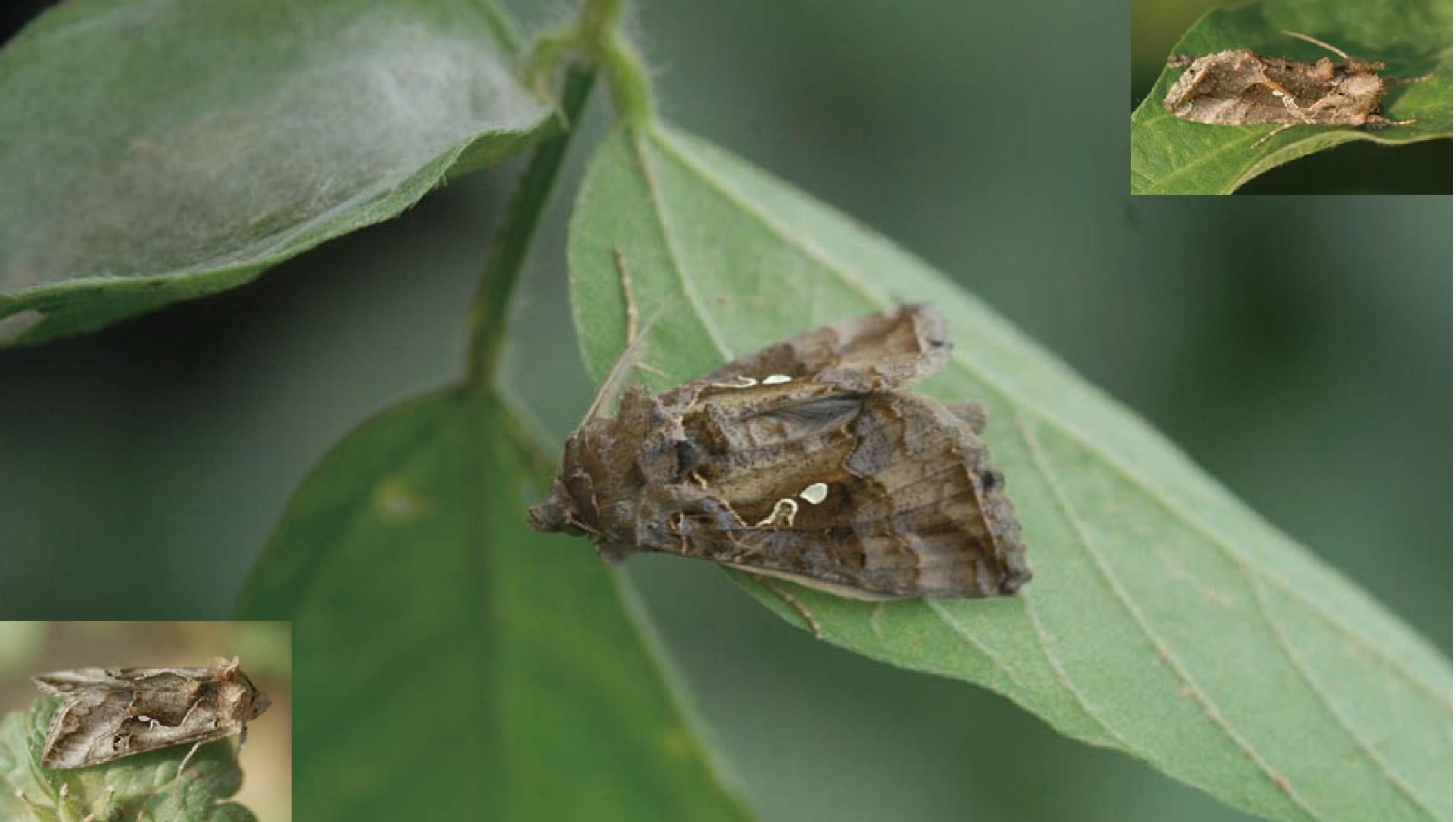 危害不输水葫芦!<a href=