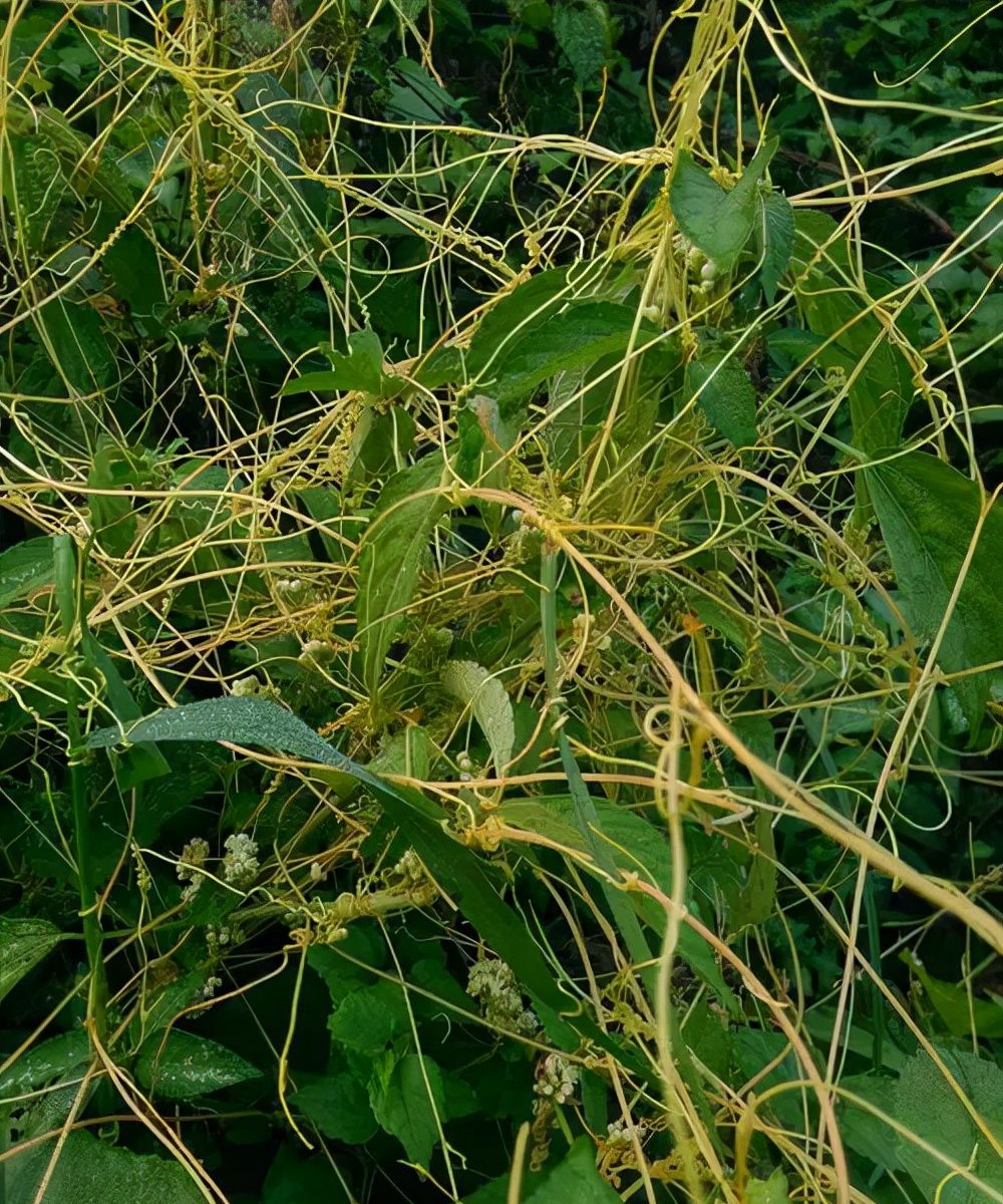 危害不输水葫芦!<a href=