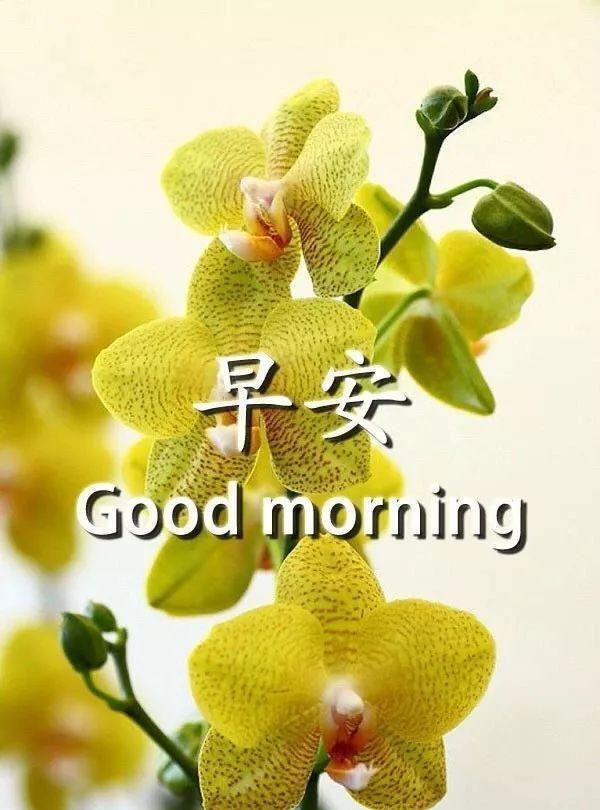 2021早晨问候语图片,最新版早上好带字图片 2021全新的早安问候语句致自己早安说说