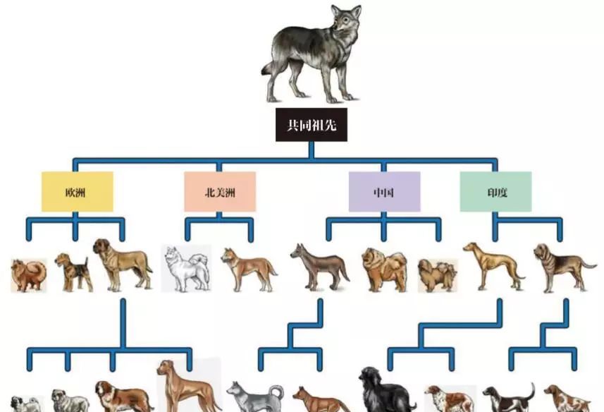 狗肉到底能不能吃？<a href=
