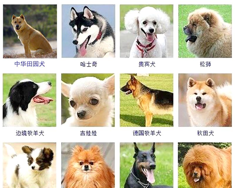 狗肉到底能不能吃？<a href=