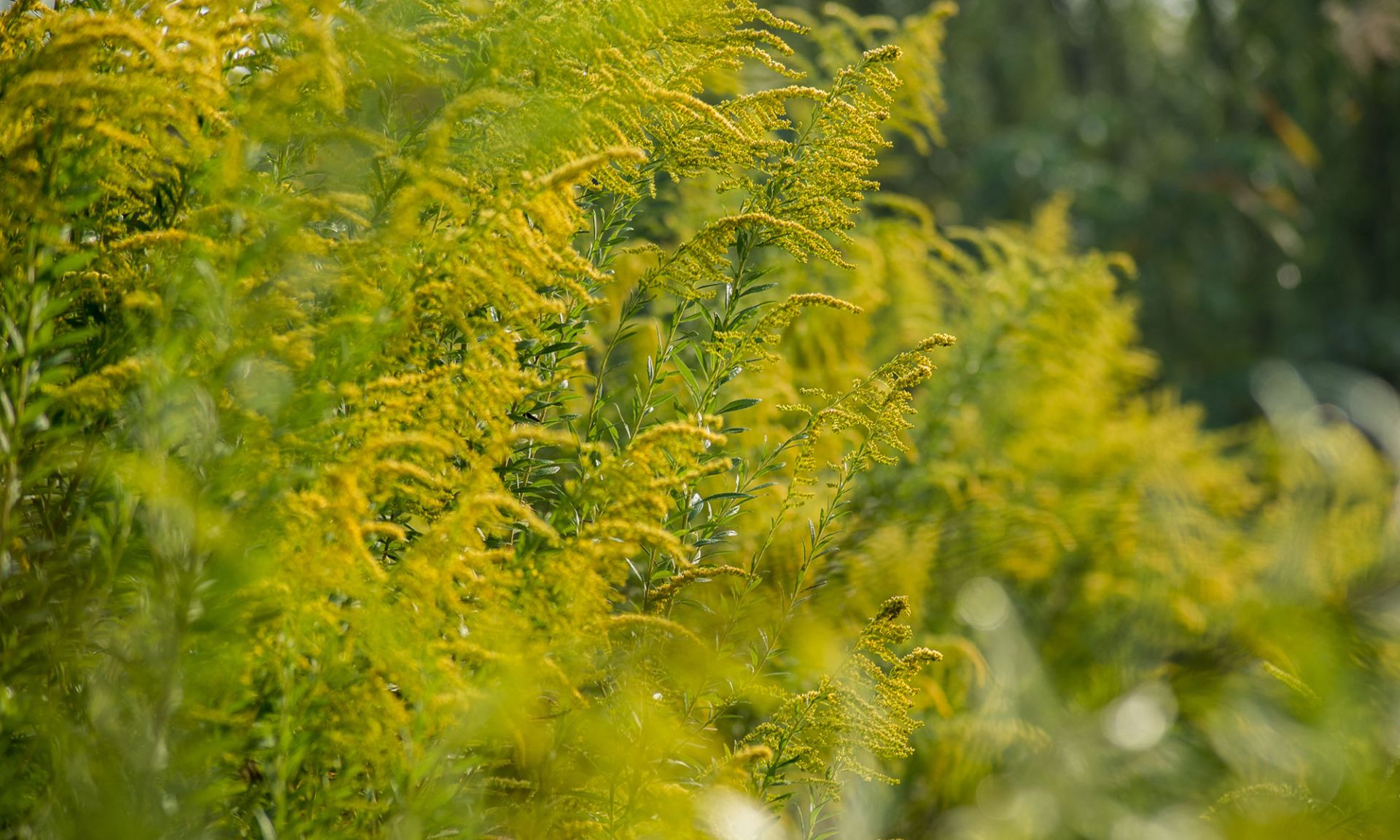 危害不输水葫芦!<a href=