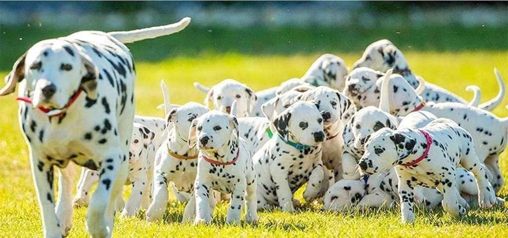 狗肉到底能不能吃？<a href=