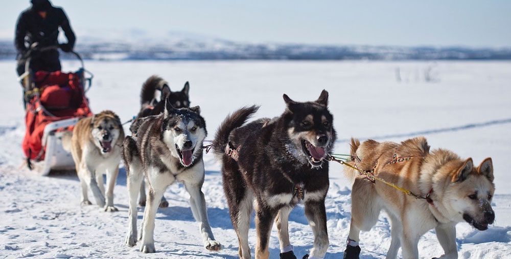 狗肉到底能不能吃？<a href=