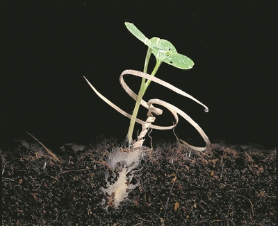 仿生种子“船舱”设计成功（武汉vi设计）仿生实例，
