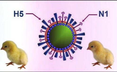 带您了解h5n1亚型高致病性禽流感