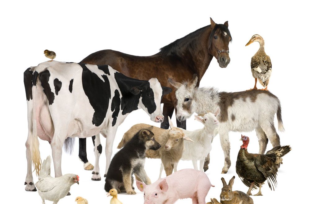 狗肉到底能不能吃？<a href=