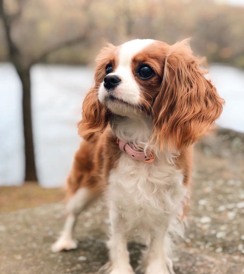 狗肉到底能不能吃？<a href=