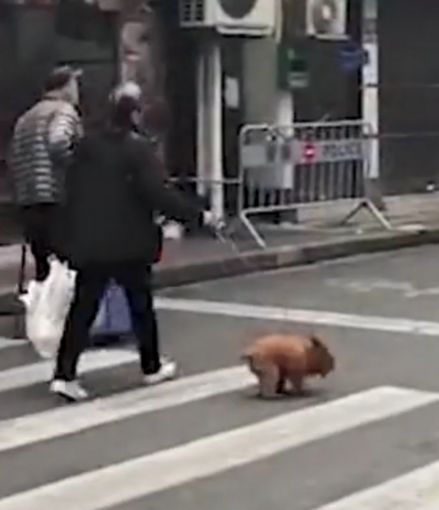 官方通报“隔离宠物狗遭扑杀”,记者对话当事人:事发后受到不小的压力休闲区蓝鸢梦想 - Www.slyday.coM 官方通报“隔离宠物狗遭扑杀”,记者对话当事人:事发后受到不小的压力休闲区蓝鸢梦想 - Www.slyday.coM