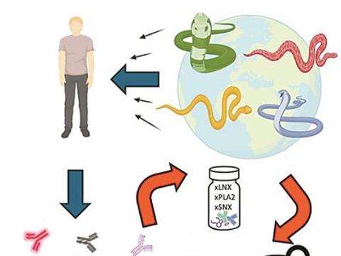 有没有一种血清能对抗多种蛇毒？