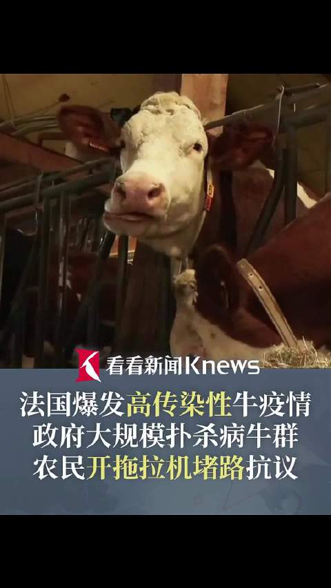 法农民抗议扑杀牛 开拖拉机堵路还"粪洗"办公楼