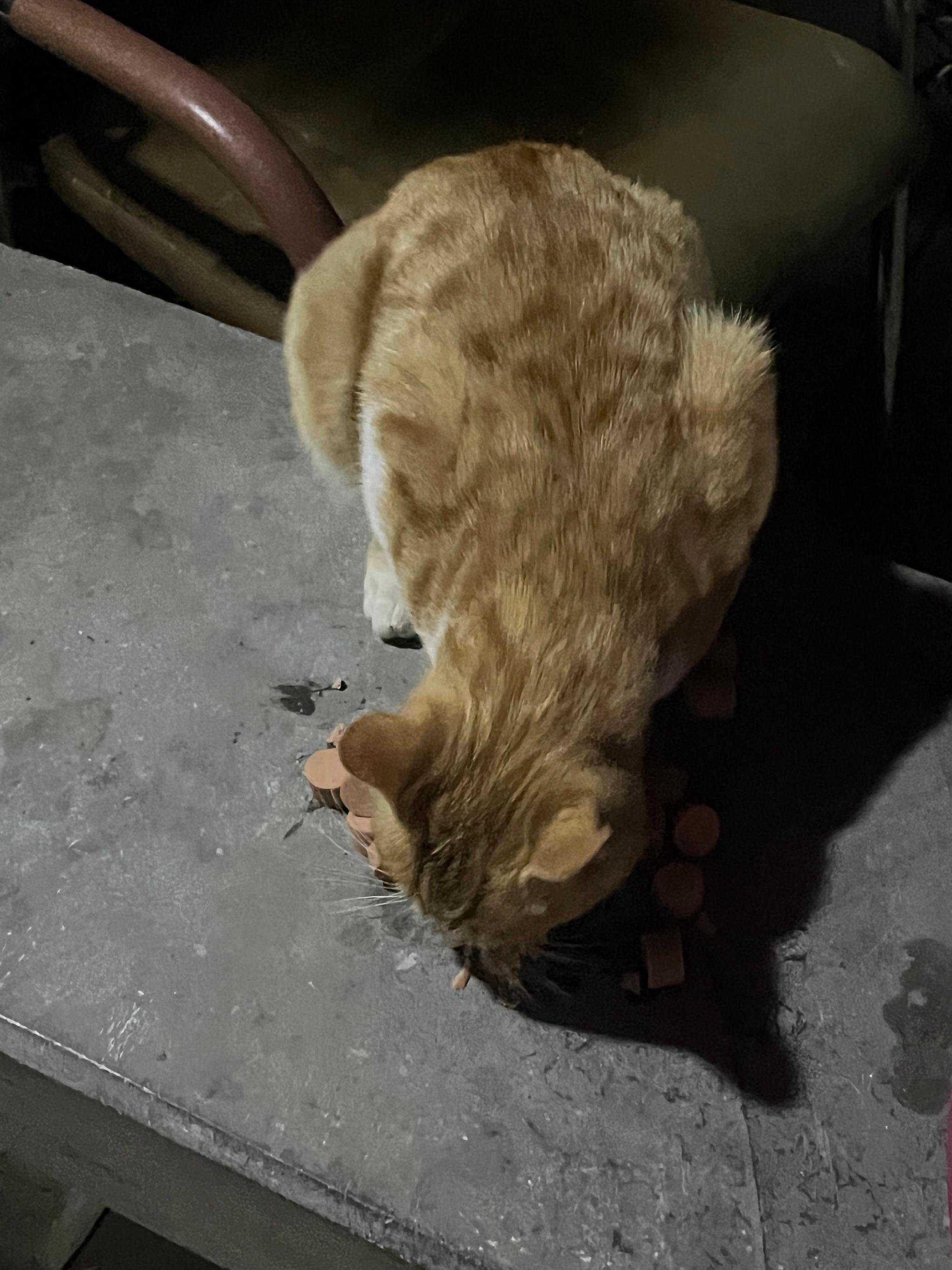 橘猫多次现身获投喂，流浪猫与居民建立信任