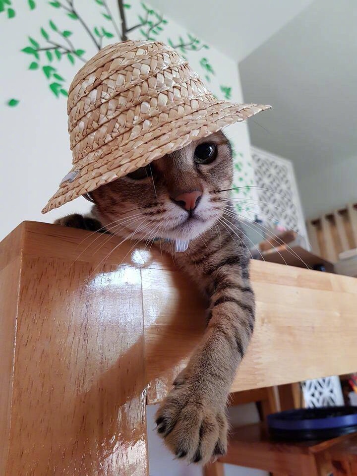 给猫戴个草帽