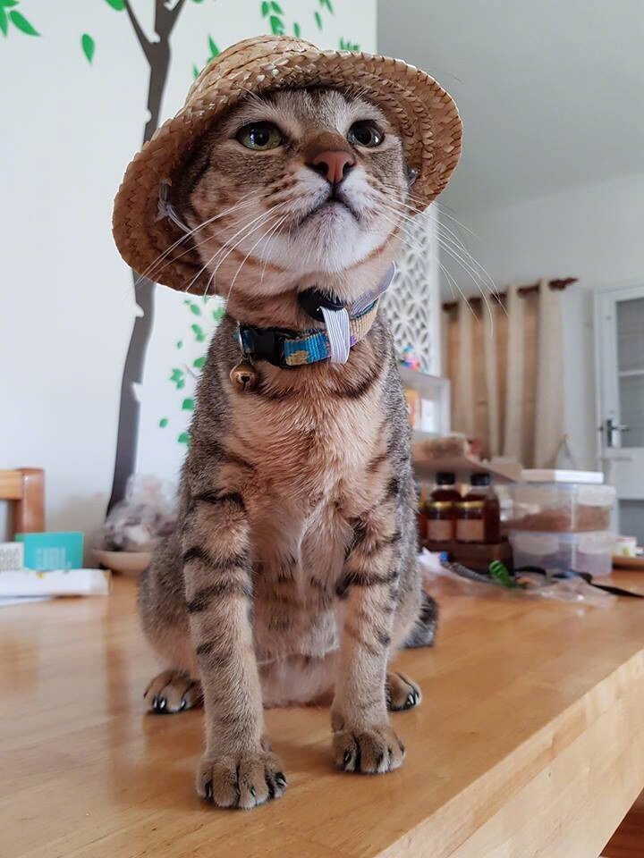 给猫戴个草帽