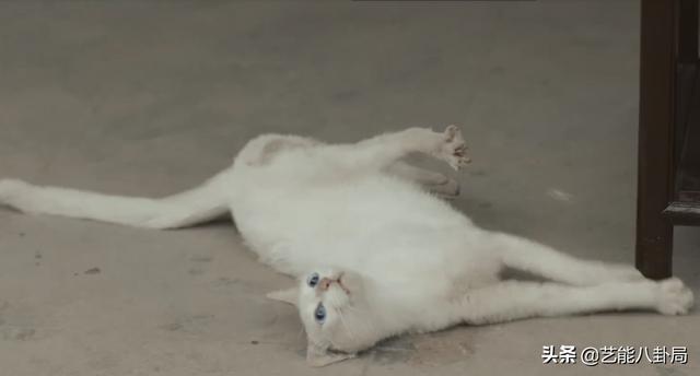 《当家主母》被指杀猫?猫猫演技过于逼真?网友要求剧组正面回应休闲区蓝鸢梦想 - Www.slyday.coM 《当家主母》被指杀猫?猫猫演技过于逼真?网友要求剧组正面回应休闲区蓝鸢梦想 - Www.slyday.coM