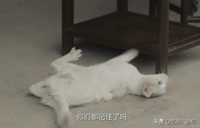 《当家主母》被指杀猫?猫猫演技过于逼真?网友要求剧组正面回应休闲区蓝鸢梦想 - Www.slyday.coM 《当家主母》被指杀猫?猫猫演技过于逼真?网友要求剧组正面回应休闲区蓝鸢梦想 - Www.slyday.coM