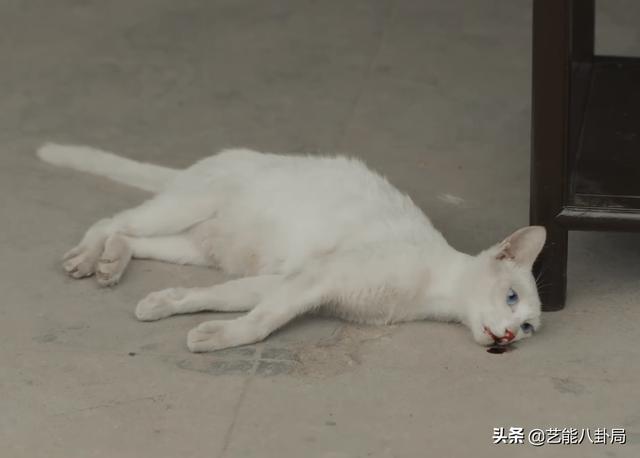 《当家主母》被指杀猫?猫猫演技过于逼真?网友要求剧组正面回应休闲区蓝鸢梦想 - Www.slyday.coM 《当家主母》被指杀猫?猫猫演技过于逼真?网友要求剧组正面回应休闲区蓝鸢梦想 - Www.slyday.coM