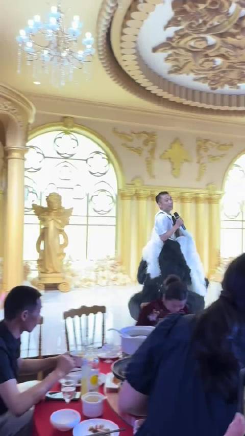 熊猫转圈圈 婚礼晚宴 功夫熊猫功夫不负有心人星光不问赶路人