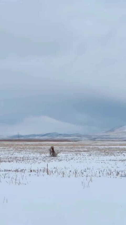 战狼归来 实战猎犬 战狼 猎狼犬 国外合法狩猎 国外合法拍摄