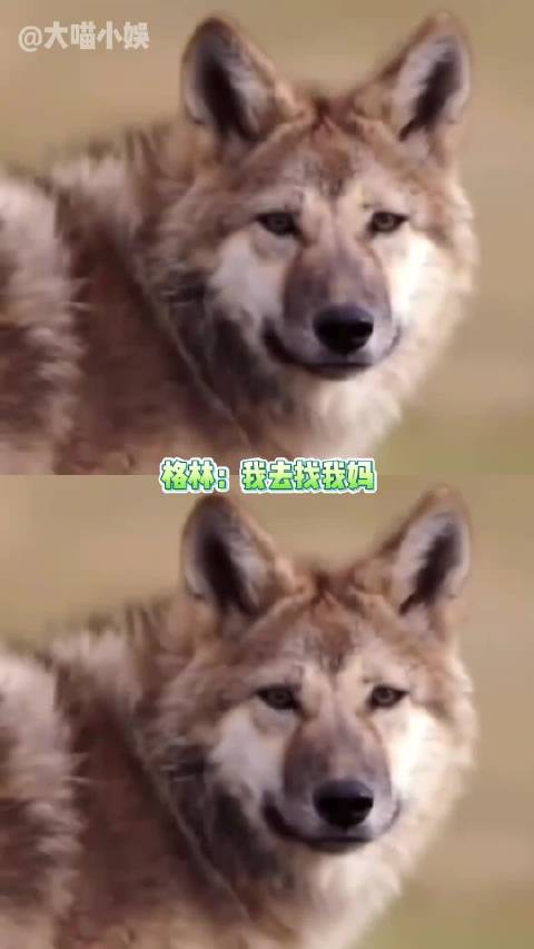 格林和妈妈一起啃压缩饼干，惊呆了鹰眼