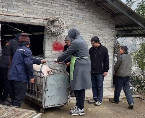 原创 英国洋女婿回贵州农村过年，因杀猪火上热搜，真实身份令人意外