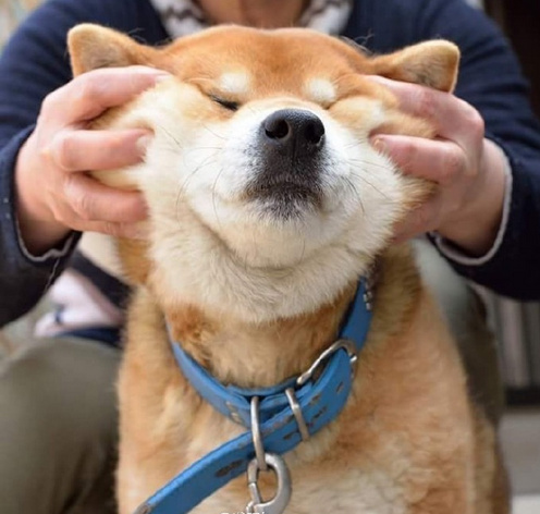 柴犬ryujiの脸部按摩时刻看它一脸享受的样子
