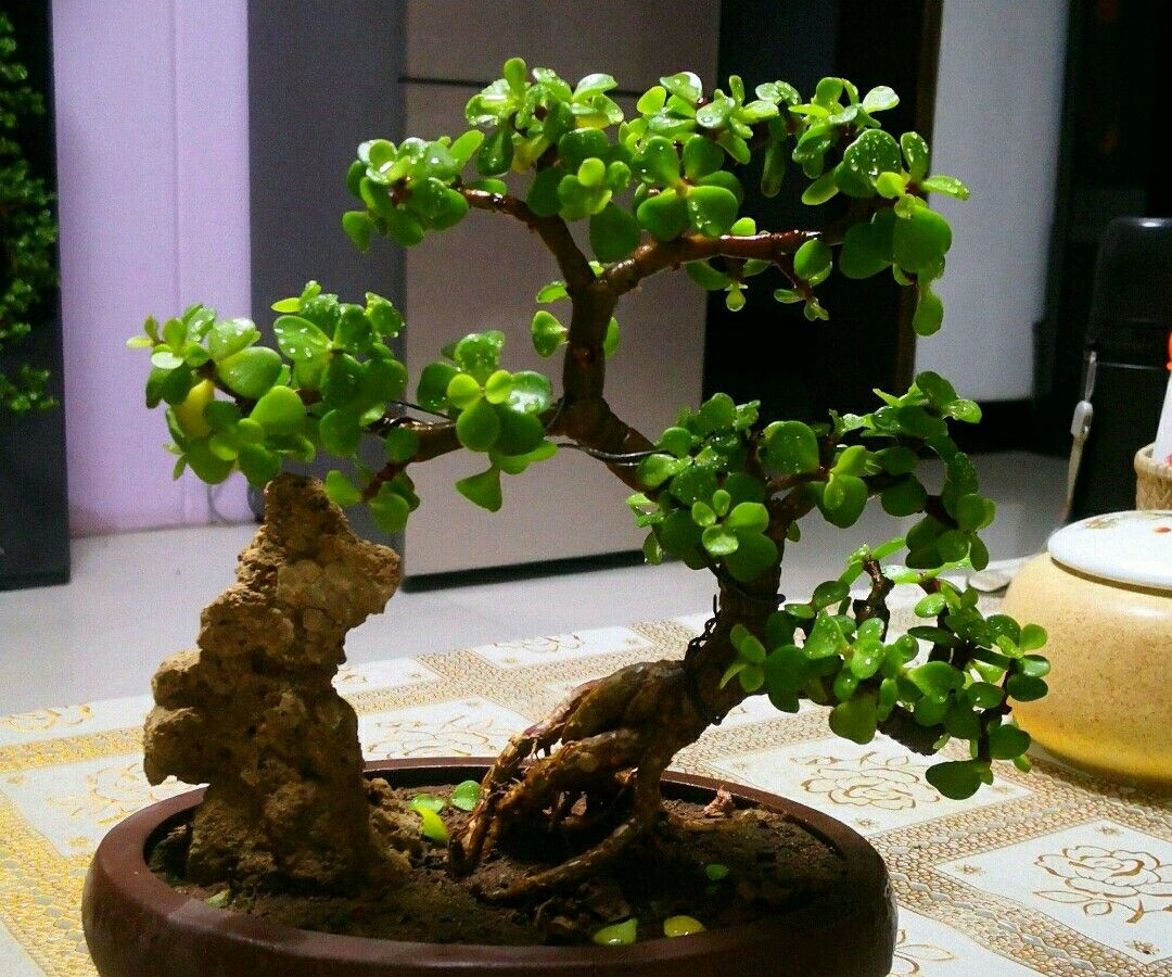 金枝玉叶养成老桩盆景,关键要做好这5项,长得粗壮好造型