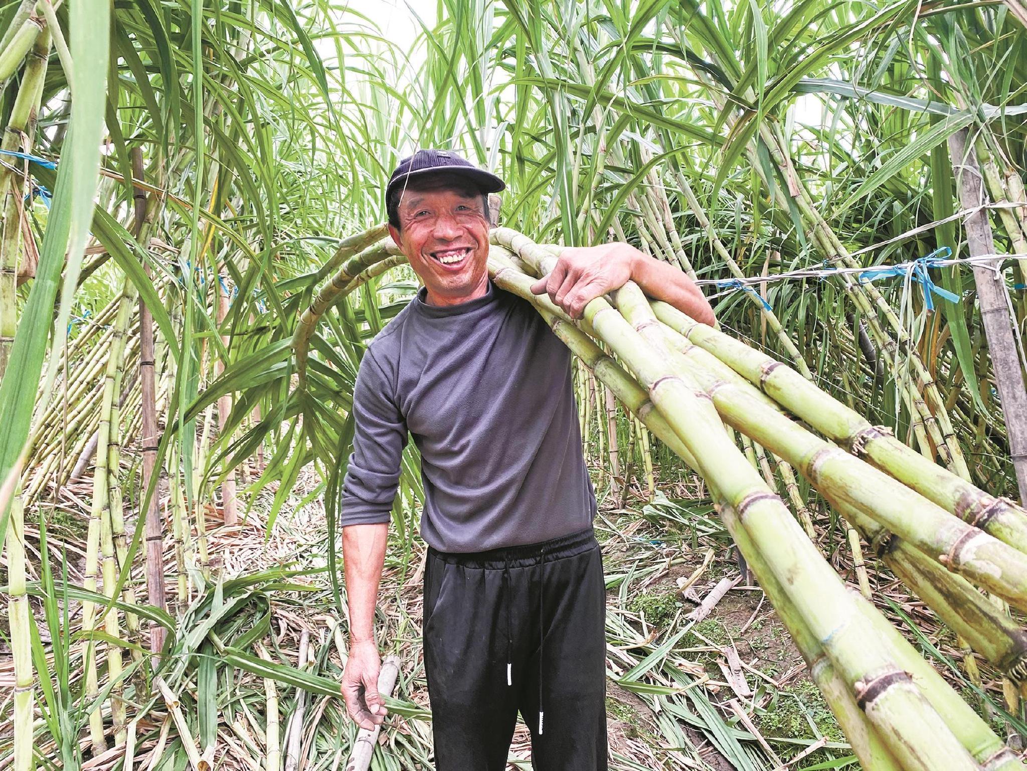 清甜可口的地产甘蔗迎来丰收季