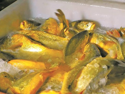 宁波大黄鱼能否“领游”？