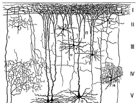 为啥有人特能“见机行事”？上海科学家用诺奖技术，10年解开悬置70年谜题