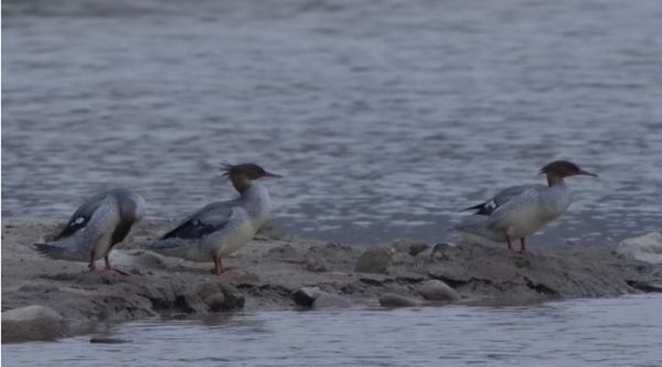早参|央行下调金融机构存款准备金率0.5个百分点休闲区蓝鸢梦想 - Www.slyday.coM 早参|央行下调金融机构存款准备金率0.5个百分点休闲区蓝鸢梦想 - Www.slyday.coM