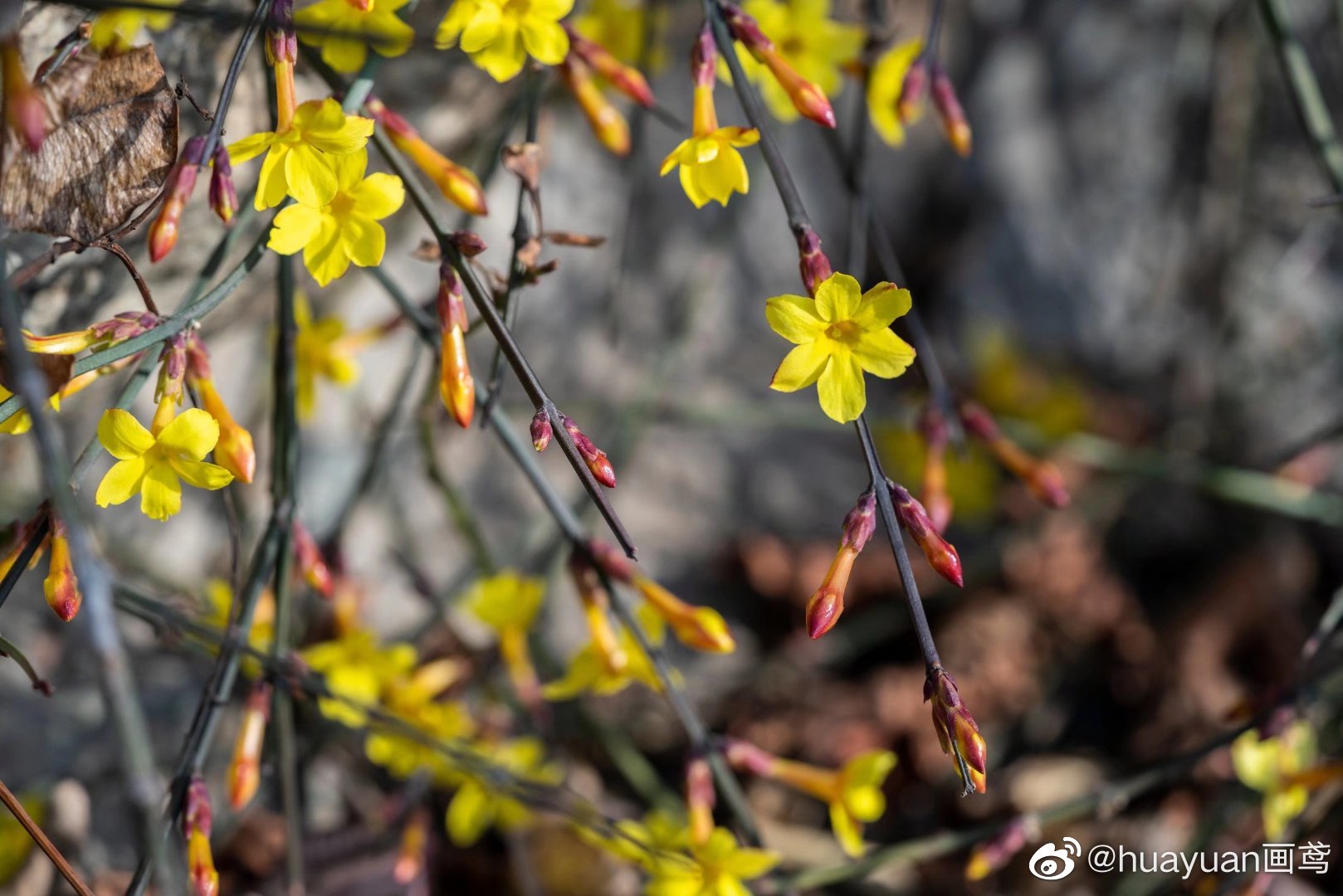 花解语迎春花