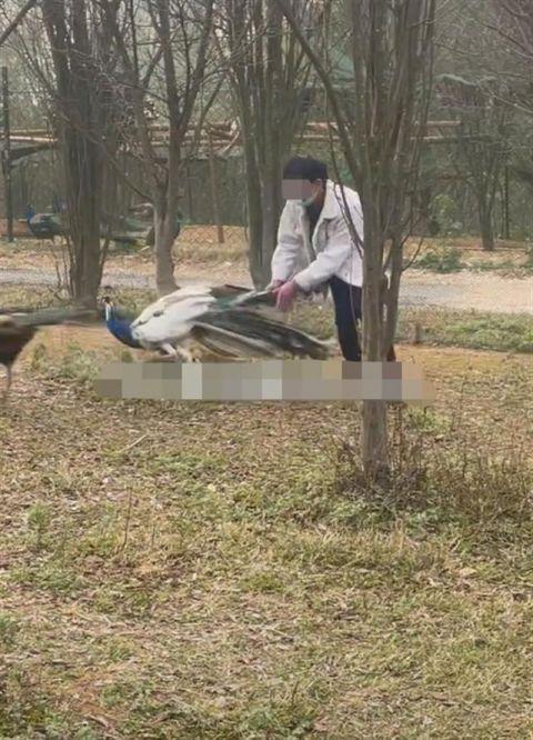 云南一动物园内孔雀被追逐拔毛,园方:尚未找到当事游客休闲区蓝鸢梦想 - Www.slyday.coM 云南一动物园内孔雀被追逐拔毛,园方:尚未找到当事游客休闲区蓝鸢梦想 - Www.slyday.coM