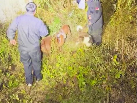 警犬Lucky深夜在塘边找到走失老人