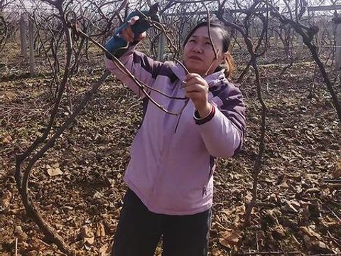 指尖“修”出丰产路