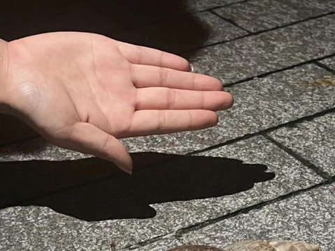 广东暴雨后巨型蜗牛泛滥！专家紧急提醒：千万别摸别吃，一只携带上百条寄生虫可致脑膜炎