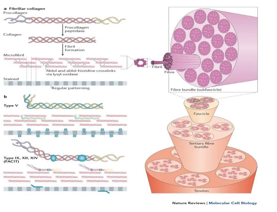 胶原蛋白美容真相 吃进去的胶原蛋白有用吗