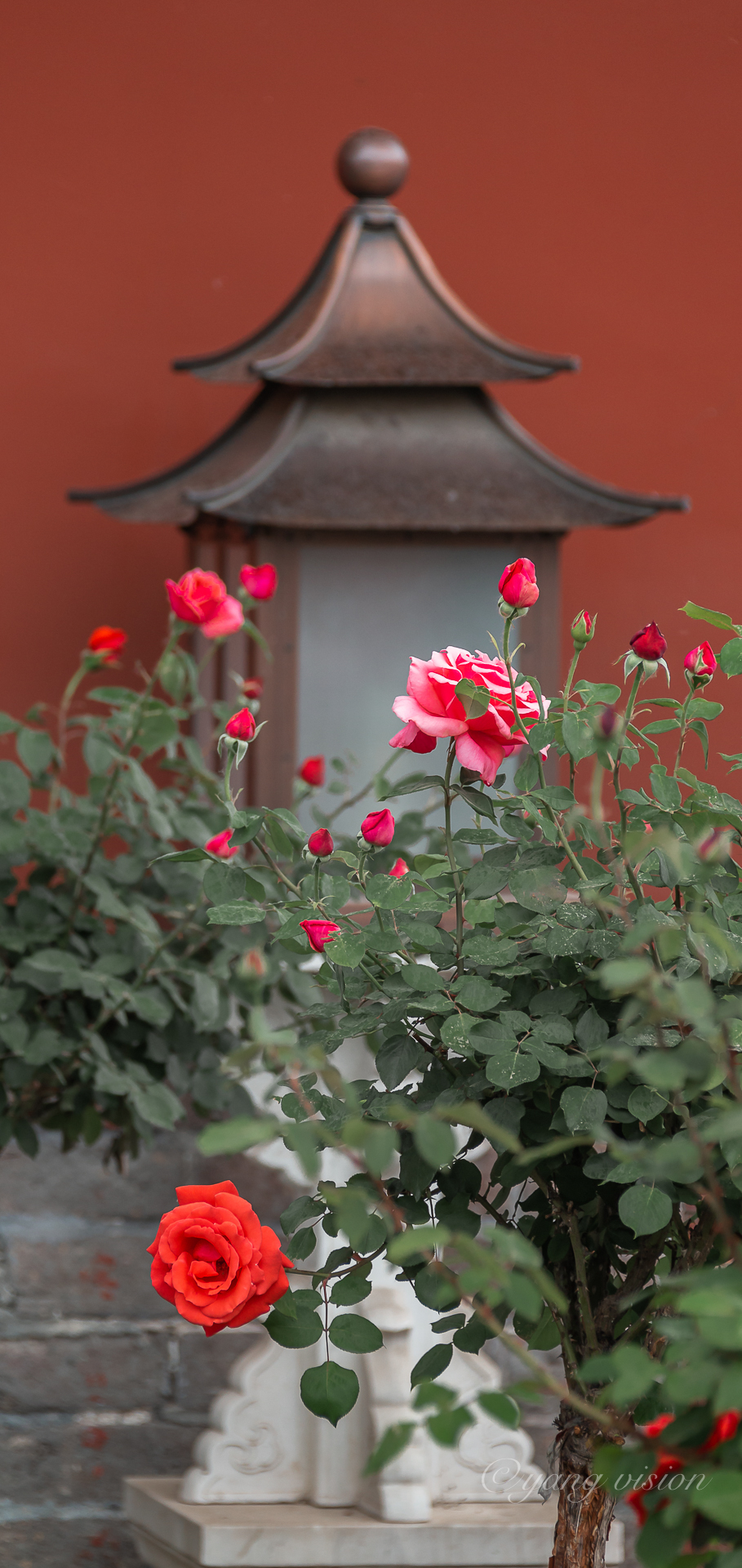 2020京城古建繁花,紫禁城月季花