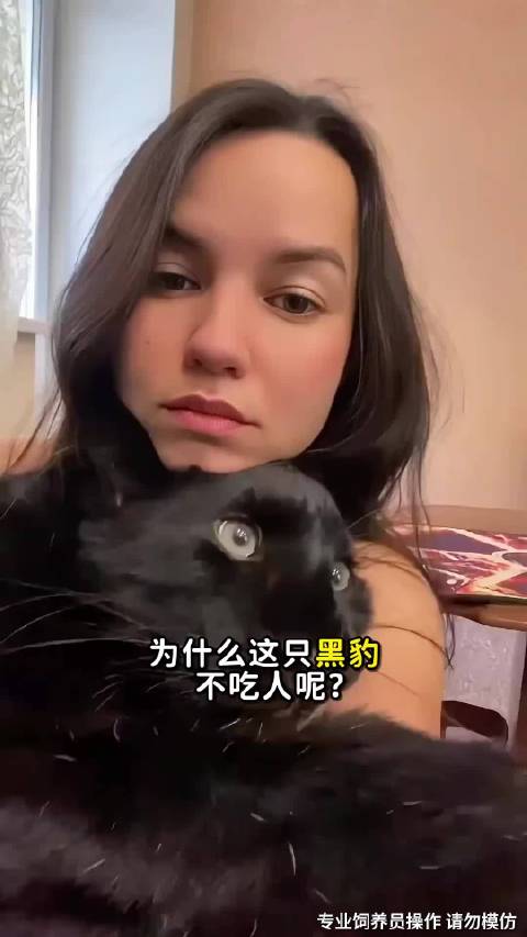 为什么这只黑豹不吃人，还亲近人类？ 黑豹为什么是黑的？